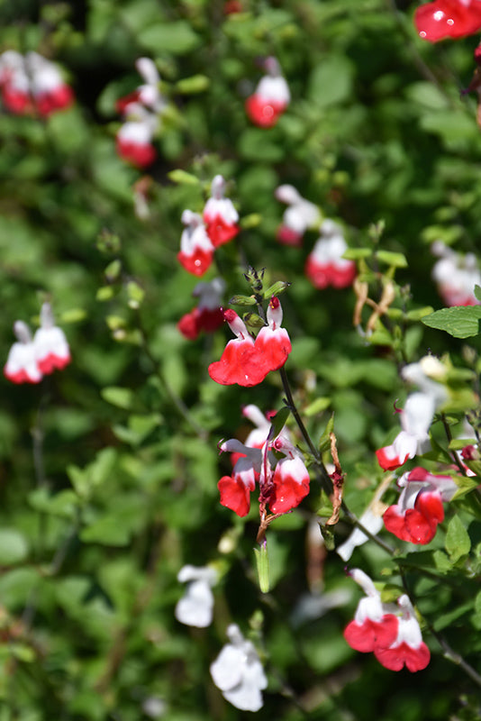 Salvia microphylla 'Hot Lips' (Hot Lips Sage)