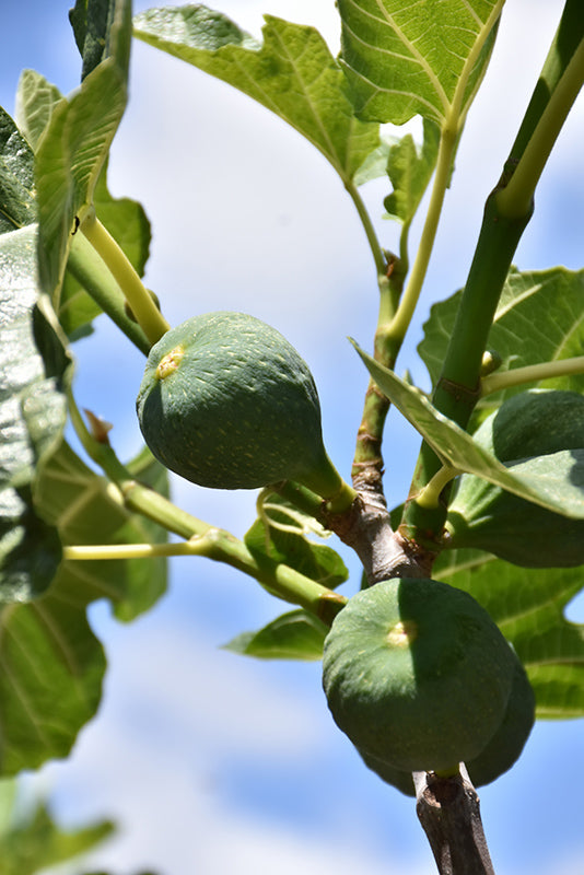 Ficus carica 'Desert King' (Fig)
