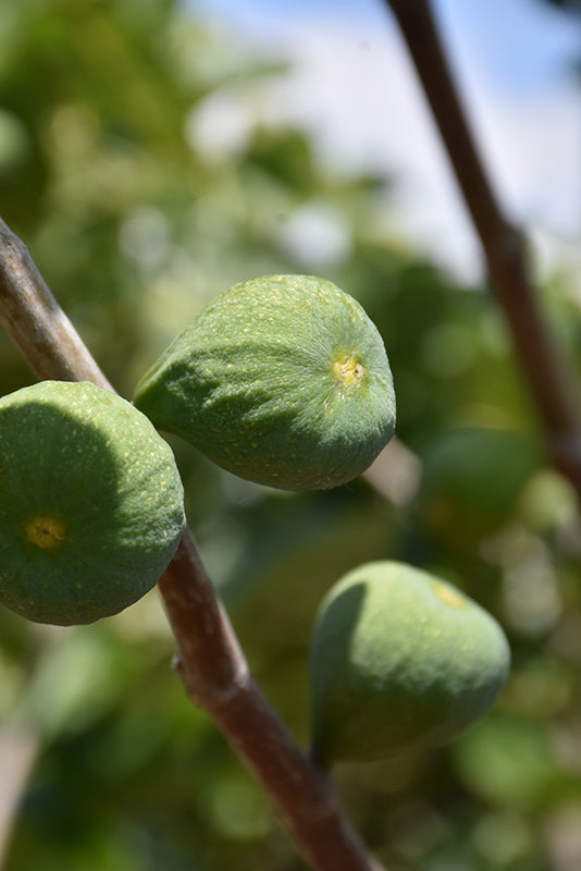 Ficus carica 'Desert King' (Fig)