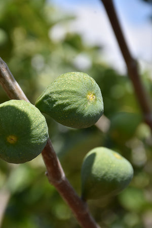 Ficus carica 'Desert King' (Fig)
