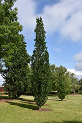 Quercus 'JFS-KW2QX' (Quercus rubra x alba 'Skinny Genes')