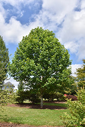 Liriodendron tulipifera 'JFS-Oz' (Emerald City)