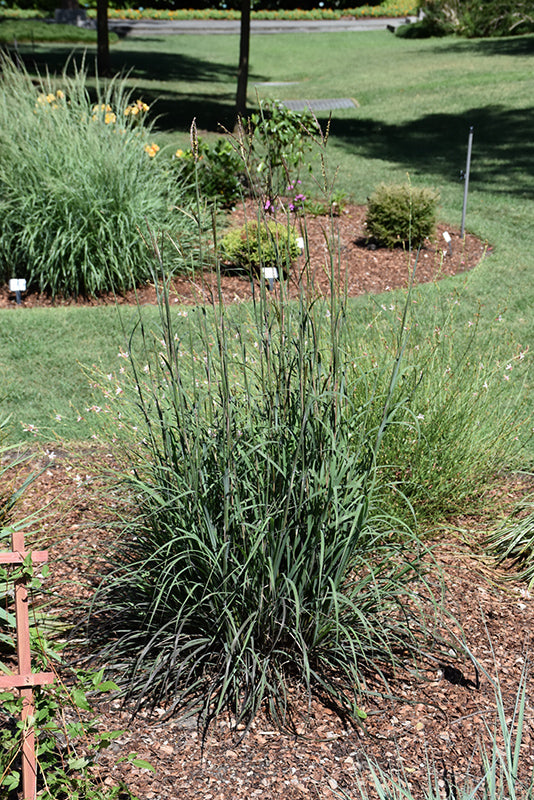 Andropogon gerardii 'Blackhawks' (Bluestem)