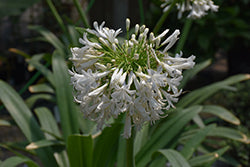 Agapanthus africanus 'Albus' (White African Lily)