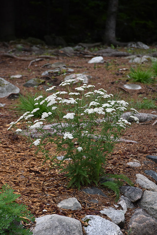 Achillea millefolium (Common Yarrow)
