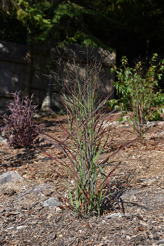 Panicum virgatum 'Hot Rod' (Switch Grass)