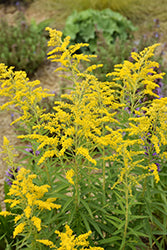 Solidago canadensis (Canadian Goldenrod)