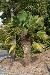 Trachycarpus fortunei 'Wagnerianus' (Waggy Palm) – Green Thumb Nurseries