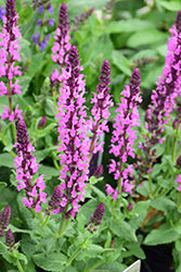 Salvia nemorosa 'Balyricose' (Salvia Lyrical Rose)