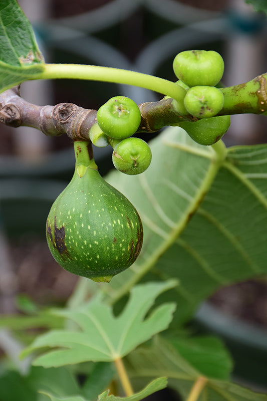 Ficus carica 'Kadota' (Kadota Fig)