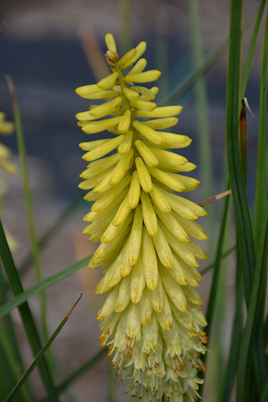 pineapple popsicle plant Kniphofia 'Pineapple Popsicle' – Green Thumb Nurseries