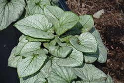 Brunnera macrophylla 'TNBRUAS' / 'Alchemy Silver' (Bugloss)