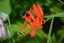 Crocosmia 'Babylon'